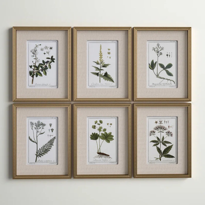 Botanical Study' - 6 Piece Picture Frame Graphic Art Print Set on Paper