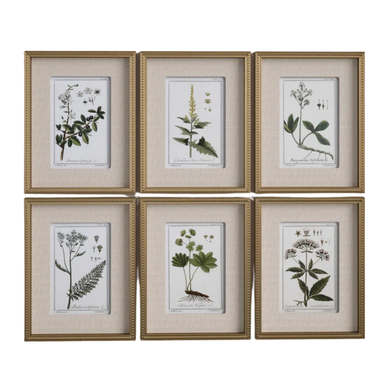 Botanical Study' - 6 Piece Picture Frame Graphic Art Print Set on Paper