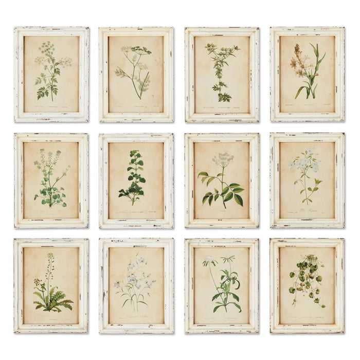 Wild Flower Botanical - 12 Piece Picture Frame Print Set on Paper