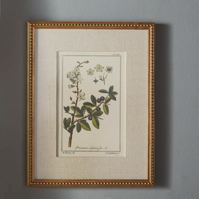 Botanical Study' - 6 Piece Picture Frame Graphic Art Print Set on Paper
