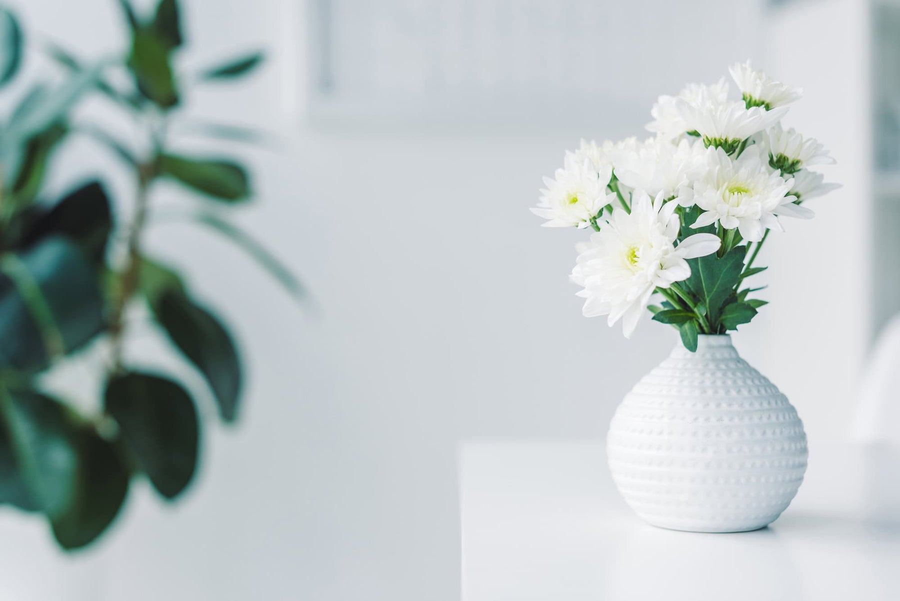 white flowers in a white vase