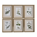 Botanical Study' - 6 Piece Picture Frame Graphic Art Print Set on Paper